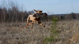 Golden Vizsla Happy Team